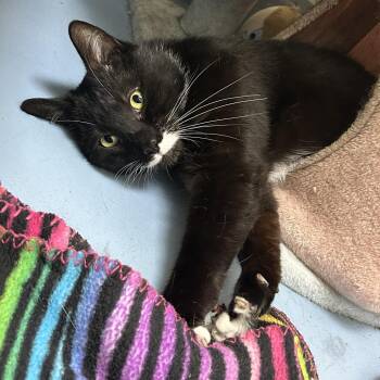 Domestic Short Hair Cats Available for Adoption in Brockton, Massachusetts - Mr. Mistachio | PetCurious