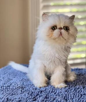 ORION -  Persian Cat for Adoption in Valparaiso, Indiana - ORION | PetCurious