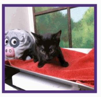 Cali -  Domestic Short Hair Cat for Adoption in Parker, Colorado - Cali | PetCurious
