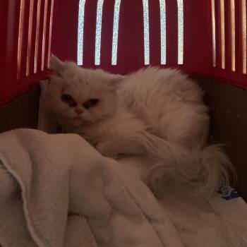 Persian Cats Available for Adoption in West Palm Beach, Florida - Ariel | PetCurious