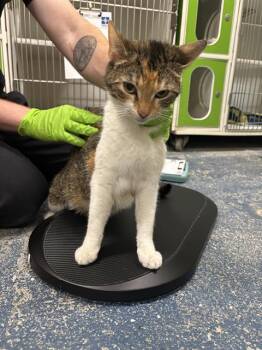 Domestic Short Hair Cats Available for Adoption in Indianapolis, Indiana - WYOMING | PetCurious