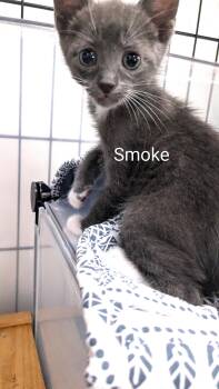 Smoke -  Domestic Short Hair Cat for Adoption in St. Cloud, Florida - Smoke | PetCurious