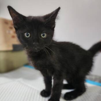 Luna -  Domestic Short Hair Cat for Adoption in Centerville, Tennessee - Luna | PetCurious