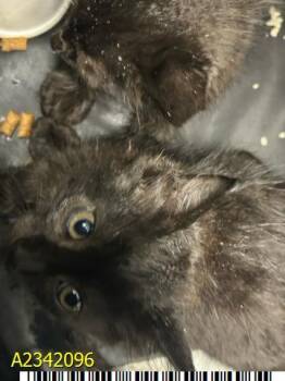 NYX -  Domestic Short Hair Cat for Adoption in West Palm Beach, Florida - NYX | PetCurious