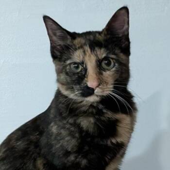 Domestic Short Hair Cats Available for Adoption - Brittany  | PetCurious