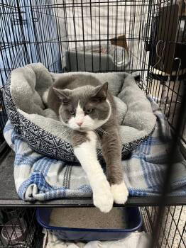 Rescue Domestic Short Hair Cats for Adoption in Richmond, Kentucky - Claudia | PetCurious