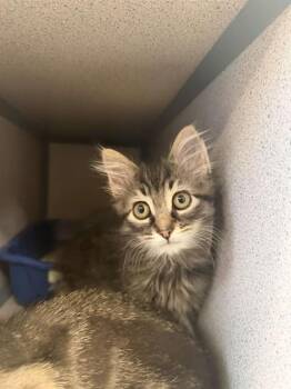 GUNTHER -  Domestic Short Hair Cat for Adoption in Aliquippa, Pennsylvania - GUNTHER | PetCurious