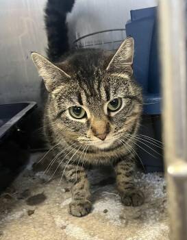 Domestic Short Hair and Tabby Cats Available for Adoption in Mendham, New Jersey - Woodmont- Barn Cat | PetCurious