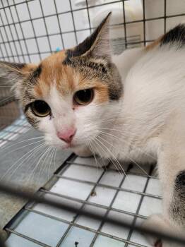 Domestic Short Hair Cats Available for Adoption - Morticia | PetCurious