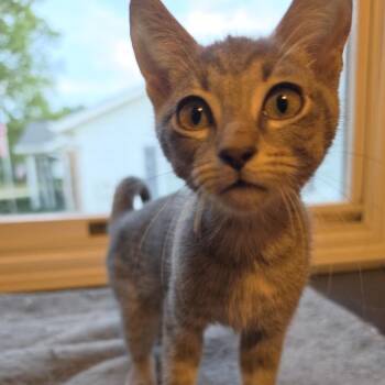 Sushi -  Domestic Short Hair Cat for Adoption in Portage, Michigan - Sushi | PetCurious