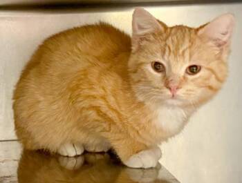 Domestic Medium Hair and Domestic Short Hair Cats Available for Adoption - Honeybun | PetCurious