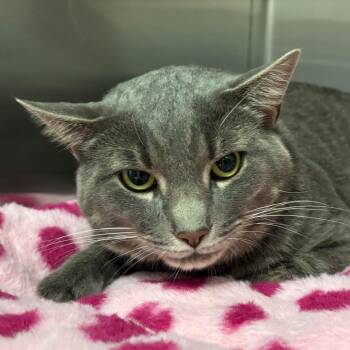 Webb 1 / Mr. G -  Domestic Short Hair Cat for Adoption in Port Washington, New York - Webb 1 / Mr. G | PetCurious