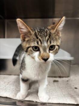 Bellamy -  Domestic Short Hair Cat for Adoption in Lima, Ohio - Bellamy | PetCurious