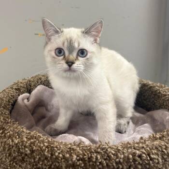 Piglet -  Domestic Short Hair Cat for Adoption in Puslinch, Ontario - Piglet | PetCurious