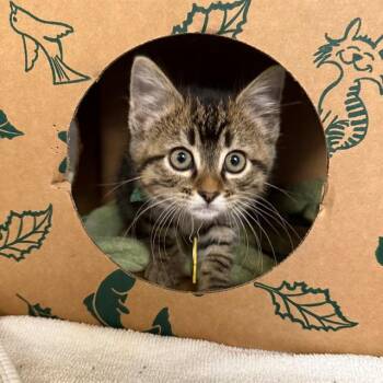 LADLE -  Domestic Short Hair Cat for Adoption in St. Louis, Missouri - LADLE | PetCurious