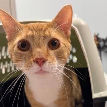 Simson -  Domestic Short Hair Cat for Adoption in New Castle, Delaware - Simson | PetCurious