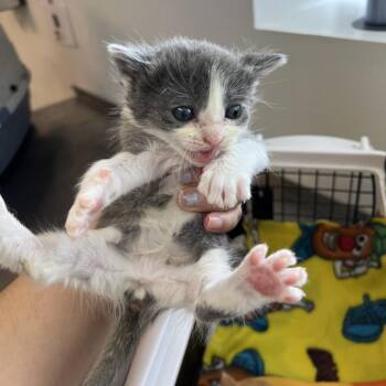 Domestic Short Hair Cats Available for Adoption in Austin, Texas - Indigo Bush  4 | PetCurious