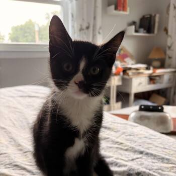 Cosmo (Xavier) -  Domestic Short Hair Cat for Adoption in Westport, Connecticut - Cosmo (Xavier) | PetCurious