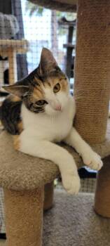 Domestic Short Hair Cats Available for Adoption - Maya | PetCurious