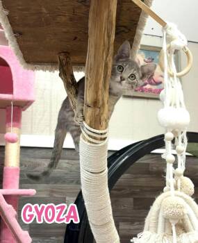 Gyoza -  Domestic Short Hair Cat for Adoption in Akron, Ohio - Gyoza | PetCurious
