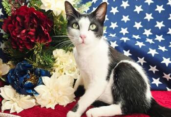 Deveraux -  Domestic Short Hair Cat for Adoption in Ocean Springs, Mississippi - Deveraux | PetCurious