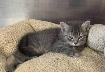 NikkiLu -  Domestic Short Hair and Tabby Cat for Adoption in St. George, Utah - NikkiLu | PetCurious