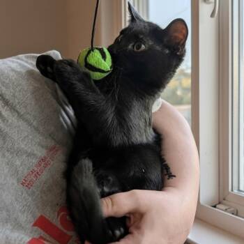 Elmo -  Domestic Short Hair Cat for Adoption in Norwalk, Connecticut - Elmo | PetCurious