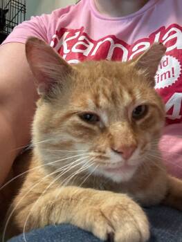 Rescue Domestic Short Hair Cats for Adoption in Grand Rapids, Michigan - BB | PetCurious