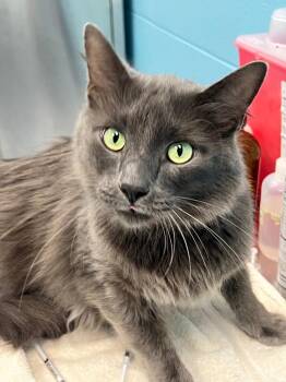 Rescue Domestic Long Hair Cats for Adoption in Frankfort, Kentucky - Chandler | PetCurious