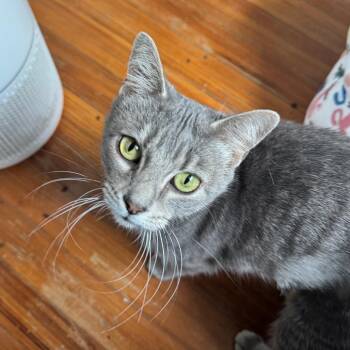 Luna -  Domestic Short Hair Cat for Adoption in Gibsonia, Pennsylvania - Luna | PetCurious
