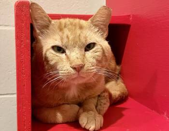Gerald -  Domestic Short Hair Cat for Adoption in Columbus, Indiana - Gerald | PetCurious