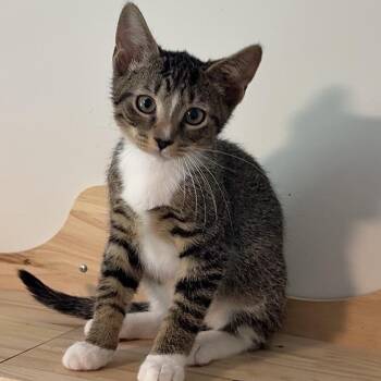 Dash About -  Domestic Short Hair Cat for Adoption in Richmond, Virginia - Dash About | PetCurious