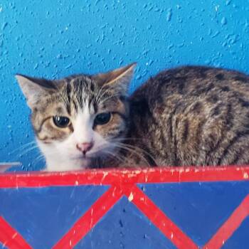 American Shorthair Cats Available for Adoption in West Des Moines, Iowa - Kat | PetCurious