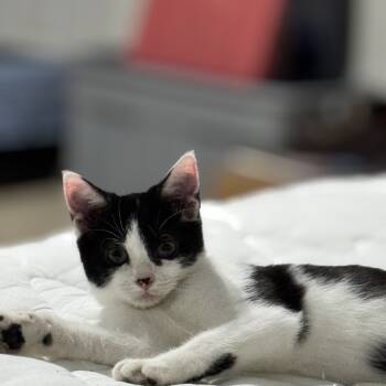 Rescue Domestic Short Hair Cats for Adoption in Greenfield, Indiana - Rorschach | PetCurious