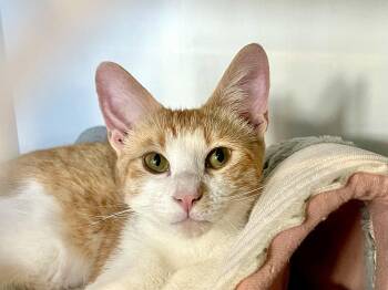 Jacob (bonded with Jasper) -  Domestic Short Hair Cat Available for Adoption in Oakland, California - Jacob (bonded With Jasper) | PetCurious