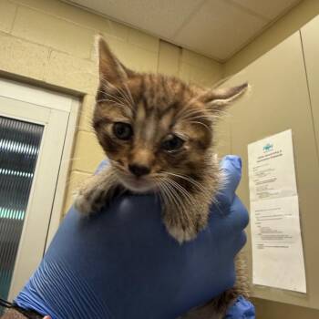 Domestic Short Hair Cats Available for Adoption in Columbus, Georgia - 05/14/2026-Stray-8thAvenue-1 | PetCurious