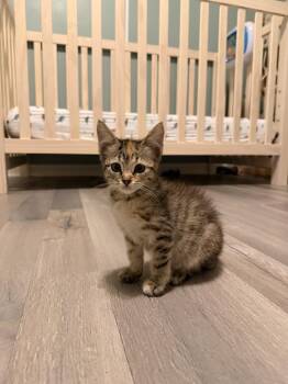 Lottie -  Domestic Short Hair Cat for Adoption in Emerald Isle, North Carolina - Lottie | PetCurious