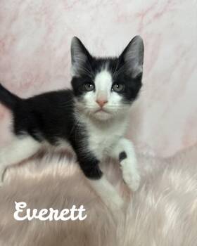 Domestic Short Hair Cats Available for Adoption - Everett | PetCurious