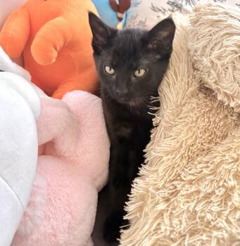 Elise (bonded with Beau) -  Domestic Short Hair Cat for Adoption in Vaughan, Ontario - Elise (bonded With Beau) | PetCurious