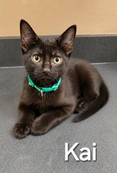 Domestic Short Hair Cats Available for Adoption in Sidney, Ohio - Kai | PetCurious