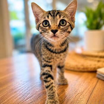 Maple -  Domestic Short Hair Cat for Adoption in Tustin, California - Maple | PetCurious