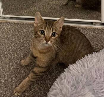 Rescue Domestic Short Hair Cats for Adoption in Reno, Nevada - Penny | PetCurious