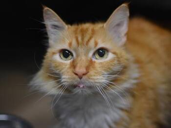 Domestic Long Hair Cats Available for Adoption in Portland, Oregon - Kyo | PetCurious