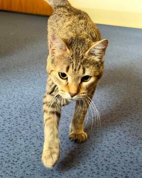 Pixie -  Domestic Short Hair Cat for Adoption in Fremont, Michigan - Pixie | PetCurious