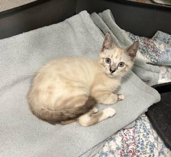 Kora -  Domestic Short Hair and Siamese Cat for Adoption in Mccormick, South Carolina - Kora | PetCurious