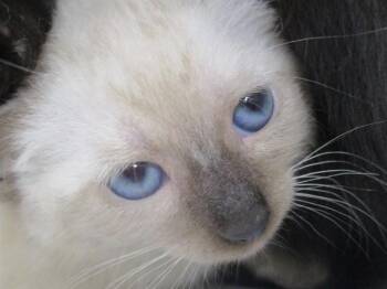 A383529 -  Siamese Cat for Adoption in Ocala, Florida - A383529 | PetCurious