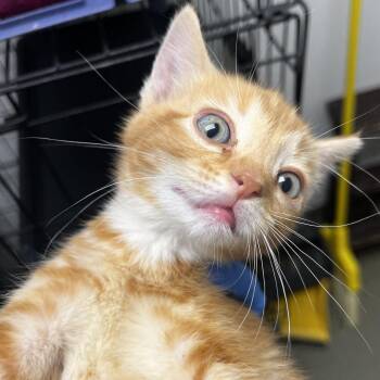 72170 -  Domestic Short Hair Cat for Adoption in Harrisonburg, Virginia - 72170 | PetCurious