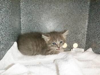 Domestic Short Hair Cats Available for Adoption in San Jose, California - A1405739 | PetCurious