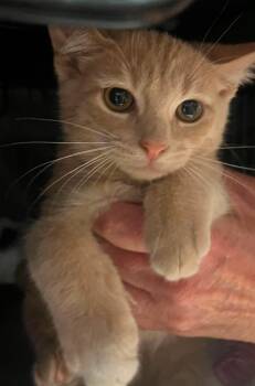 Avery -  Domestic Short Hair Cat for Adoption in Littlestown, Pennsylvania - Avery | PetCurious
