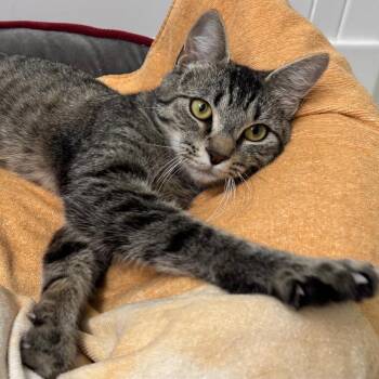Mama Hamper -  Domestic Short Hair Cat for Adoption in Falls Church, Virginia - Mama Hamper | PetCurious